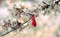 Closeup of Bulgarian Martenitsa spring sign on a tree branch Royalty Free Stock Photo