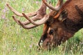 Closeup of a bull elk head eating grass Royalty Free Stock Photo