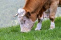 Closeup bull grazing at mountain field portrait