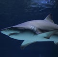 Closeup of a bull shark swimming underwater Royalty Free Stock Photo