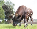 Closeup of bull standing in green meadow near old stable building in the netherlands Royalty Free Stock Photo