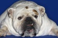 Closeup Of Bulldog Lying Down Royalty Free Stock Photo