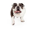 Closeup of Bulldog Walking Forward Royalty Free Stock Photo