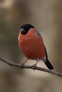 Closeup of a Bullfinch perched on a tree branch