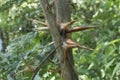 Closeup bullhorn acacia thorns in natural habitat