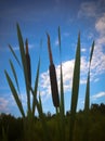 Closeup Bulrush, Cattail on beautiful blue sky background Royalty Free Stock Photo