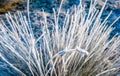 Bulrush covered with hoarfrost from close