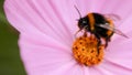 Closeup of a bumble bee on beautiful pink flower Royalty Free Stock Photo