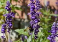 Closeup of a bumble bee Bombus pensylvanicus on purple flowers Royalty Free Stock Photo