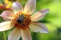 Bumble Bee Collecting Pollen