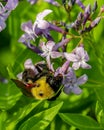 Closeup of a Bumble Bee on Lavender Flower with Green Leaves Royalty Free Stock Photo