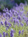Bee on lavender Royalty Free Stock Photo