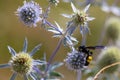 closeup of bumble bee on purple thistle or Echinops bannaticus Royalty Free Stock Photo