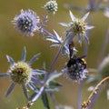 closeup of bumble bee on purple thistle or Echinops bannaticus Royalty Free Stock Photo