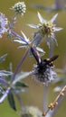 closeup of bumble bee on purple thistle or Echinops bannaticus Royalty Free Stock Photo