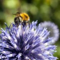 Closeup of bumble bee on purple thistle Royalty Free Stock Photo