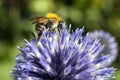 Closeup of bumble bee on purple thistle Royalty Free Stock Photo