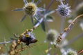 closeup of bumble bee on purple thistle or Echinops bannaticus Royalty Free Stock Photo