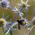 closeup of bumble bee on purple thistle or Echinops bannaticus Royalty Free Stock Photo