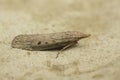 Closeup on a bumble bee wax moth, Aphomia sociella, sitting on a stone