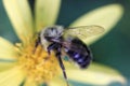 Closeup of bumblebee on aster flower