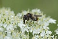 Closeup on the Bumblebee Blacklet, Cheilosia illustrata feeding on a white Hogweed, Heracleum sphondylium Royalty Free Stock Photo