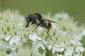 Closeup on the Bumblebee Blacklet, Cheilosia illustrata feeding on a white Hogweed, Heracleum sphondylium Royalty Free Stock Photo