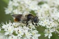 Closeup on a Bumblebee Blacklet drone fly, Cheilosia illustrata feeding on white plant, cow parsnip, flowers Royalty Free Stock Photo