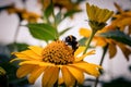 Closeup of a Bumblebee collecting nectar on a yellow flower in a garden Royalty Free Stock Photo