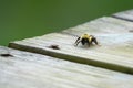 Closeup of bumblebee crawling on wooden surface