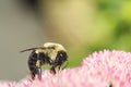 Closeup of Bumblebee Feasting on Freshly Bloomed Sedum Royalty Free Stock Photo