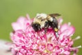 Closeup of Bumblebee Feasting on Freshly Bloomed Sedum Royalty Free Stock Photo