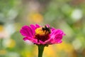 Bumblebee Feeding on Pink Zinnia Royalty Free Stock Photo