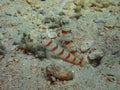 Closeup with Bumblebee Goby during leisure diving in Sabah, Borneo.