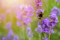 bumblebee on lavender flower on sunny summer day Summer flowers. Summertime High quality phot