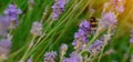 bumblebee on lavender flower on sunny summer day Summer flowers. Summertime High quality phot