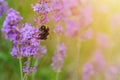 bumblebee on lavender flower on sunny summer day Summer flowers. Summertime High quality phot