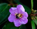 Closeup of a bumblebee perched on Melastoma affine Royalty Free Stock Photo