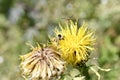 Closeup of a bumblebee pollinating a bighead knapweed growing in a garden on a sunny day