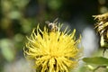 Closeup of a bumblebee pollinating a bighead knapweed growing in a garden on a sunny day Royalty Free Stock Photo