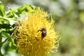 Closeup of a bumblebee pollinating a bighead knapweed growing in a garden on a sunny day Royalty Free Stock Photo