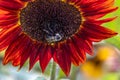 Closeup of a bumblebee pollinating a ring of fire sunflower - Michigan Royalty Free Stock Photo