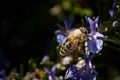 Closeup of a bumblebee on a rosemary flower in a field under the sunlight Royalty Free Stock Photo