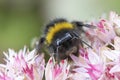 Bumblebee on Sedum telephium `Matrona' Royalty Free Stock Photo