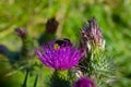 closeup of a bumblebee sucking on a thistle flower Royalty Free Stock Photo