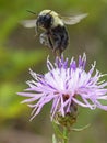 Bumblebee Taking Off from A Knapweed Flower 1