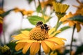 Closeup of Bumblebees collecting nectar on a yellow flower in a garden Royalty Free Stock Photo