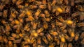 Closeup of a bunch bees swarming on honeycomb in apiary. Working bees Royalty Free Stock Photo