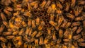 Closeup of a bunch bees swarming on honeycomb in apiary. Working bees Royalty Free Stock Photo