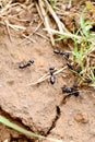 Closeup the bunch black ants running the garden with soil soft focus natural green brown background Royalty Free Stock Photo